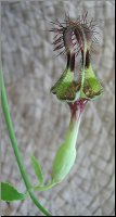 Ceropegia denticulata